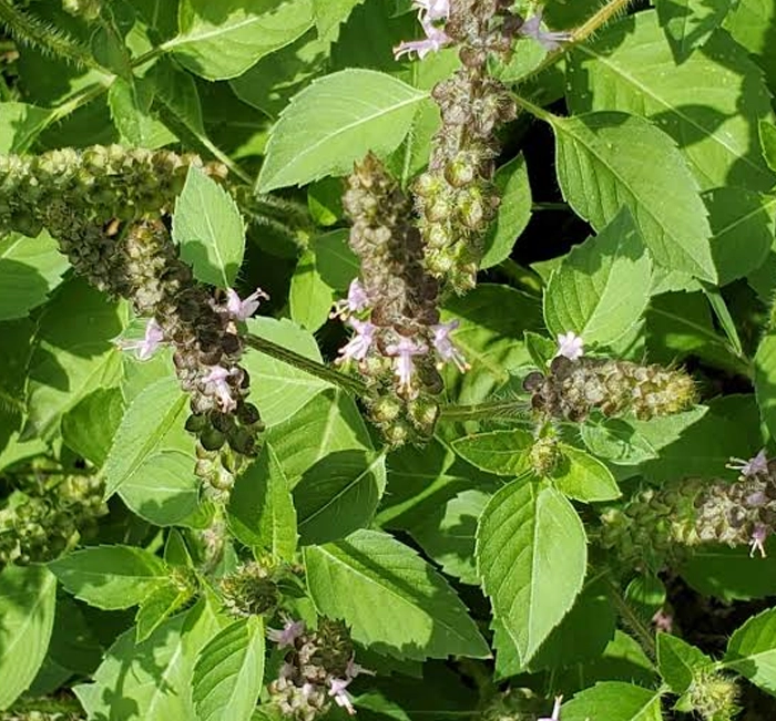 Tulsi holy basil ingredient